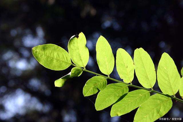 繁花落尽