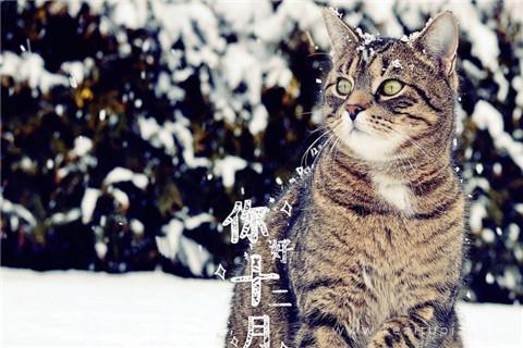 凉秋(组诗)