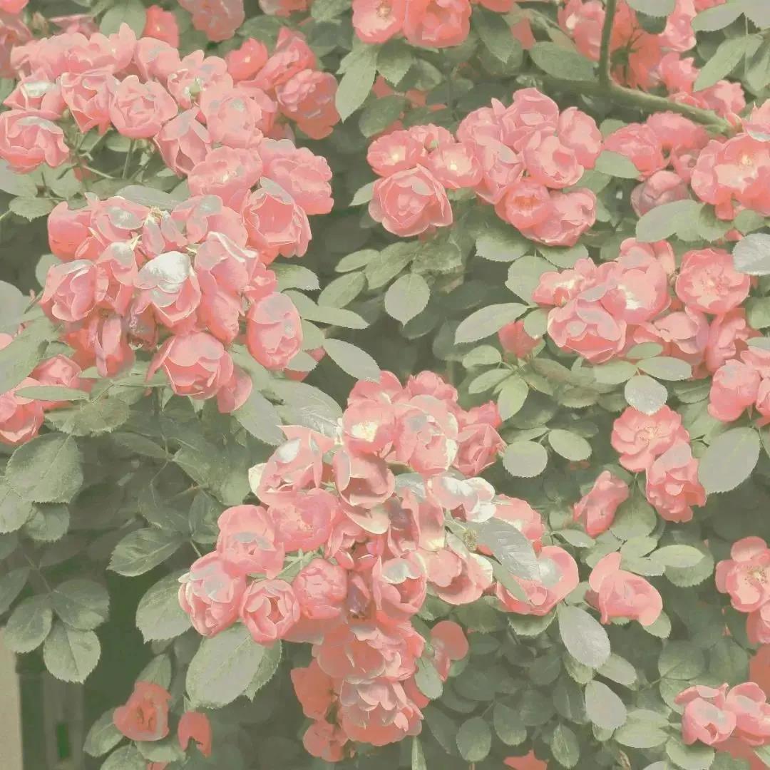 曾经竹月，转瞬风花