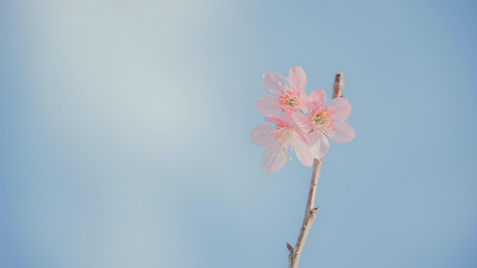 稻草人（外二首）