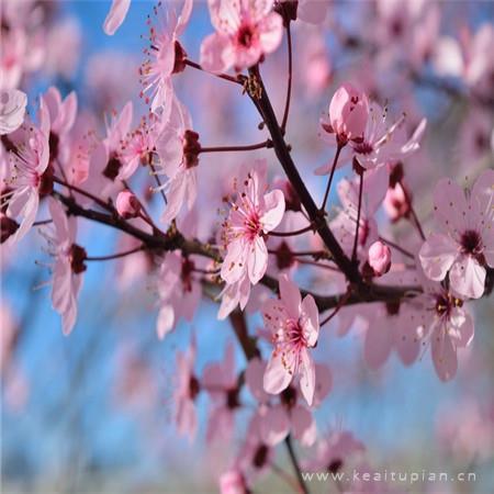 梅林江边看樱花散文