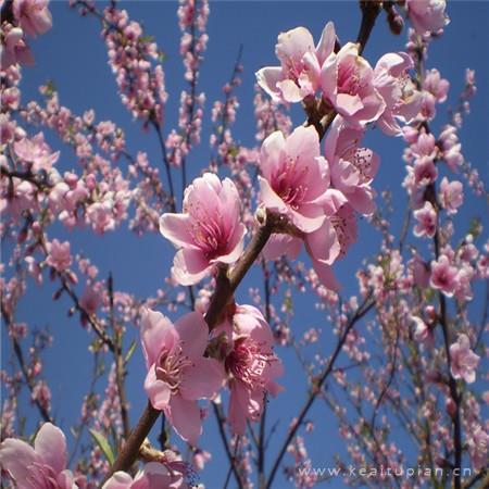 春分节气祝福语暖心问候养生短信大全精选