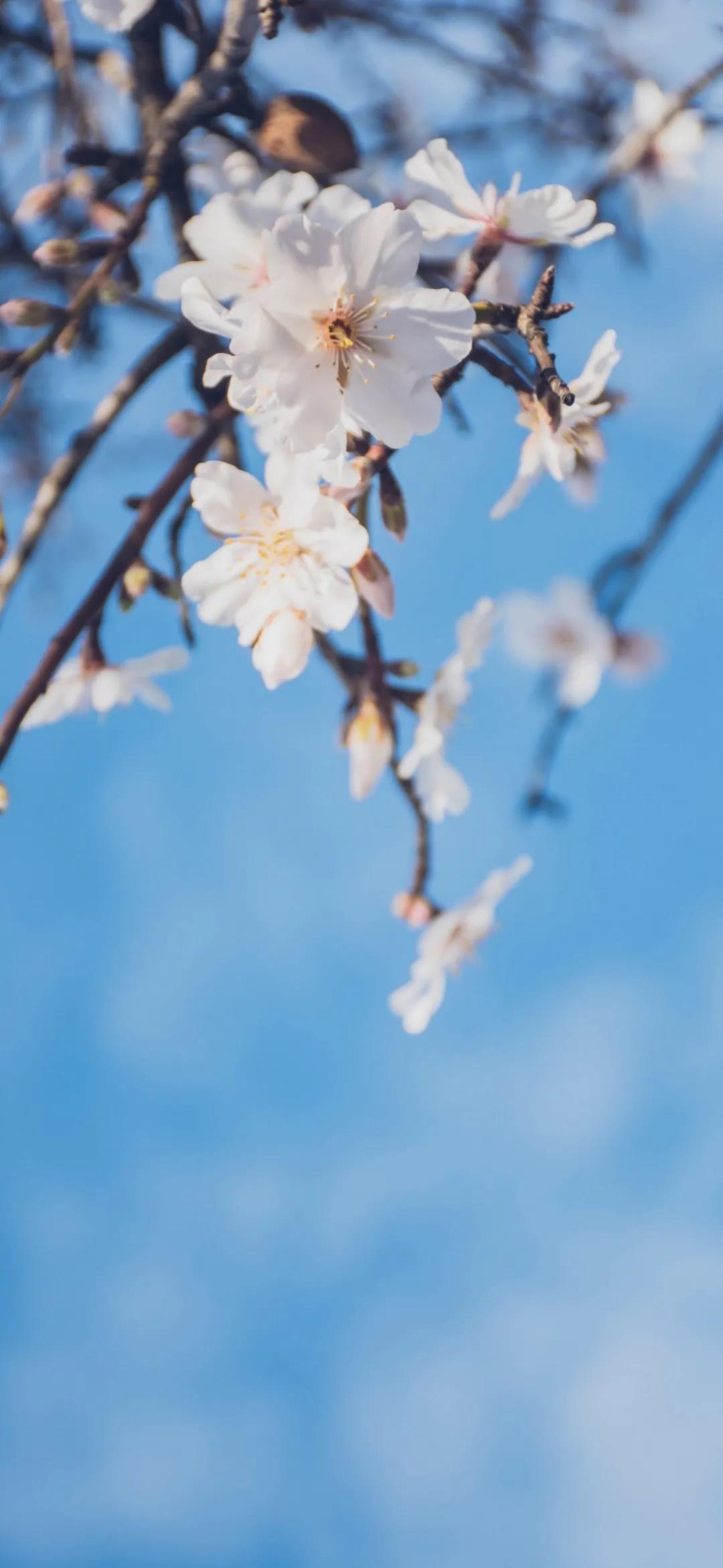 清明节祝福语微信清明小长假微信问候语大全