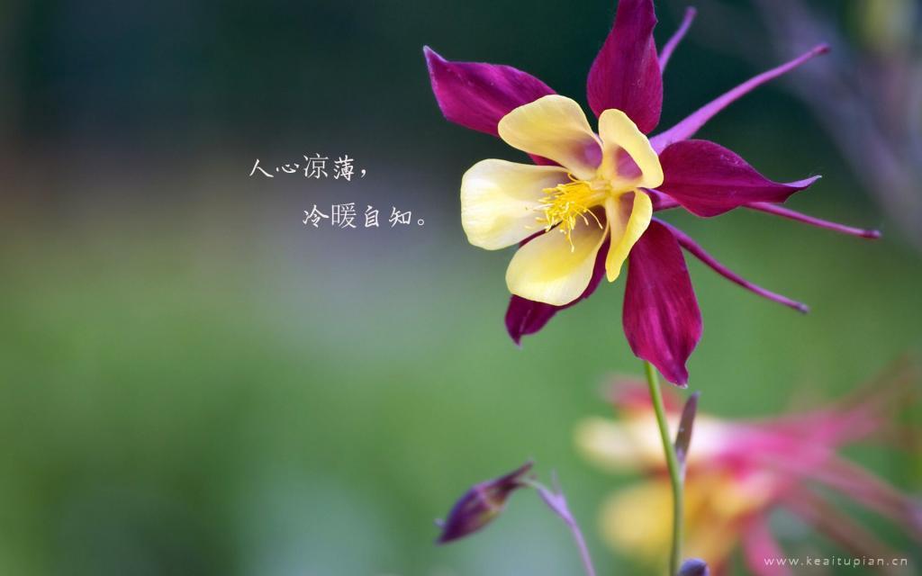 抛过铁丝网的玉米