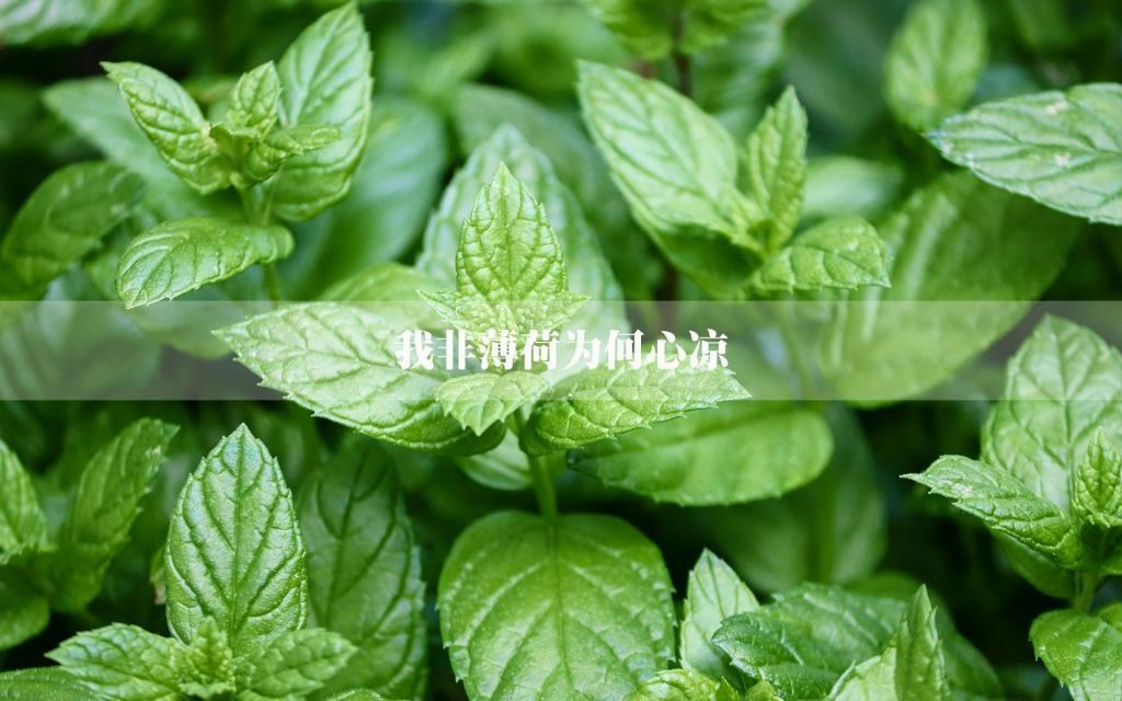 听闻玉兰醉满衫（二）兰女雨葬殇