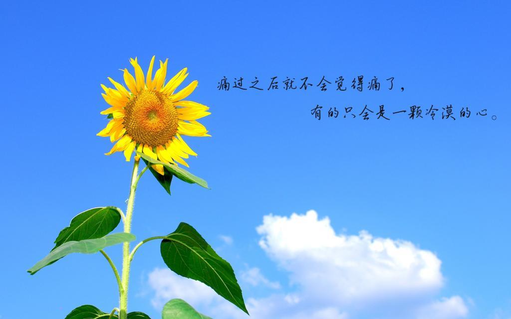 没有什么比母爱更珍贵