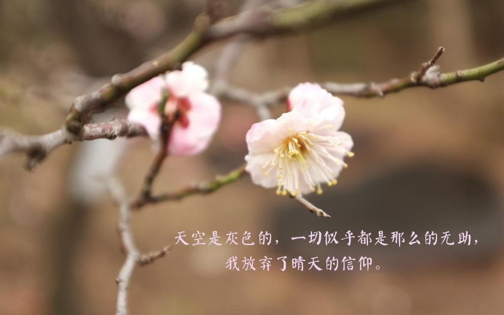 那年那月那场简单爱的代价