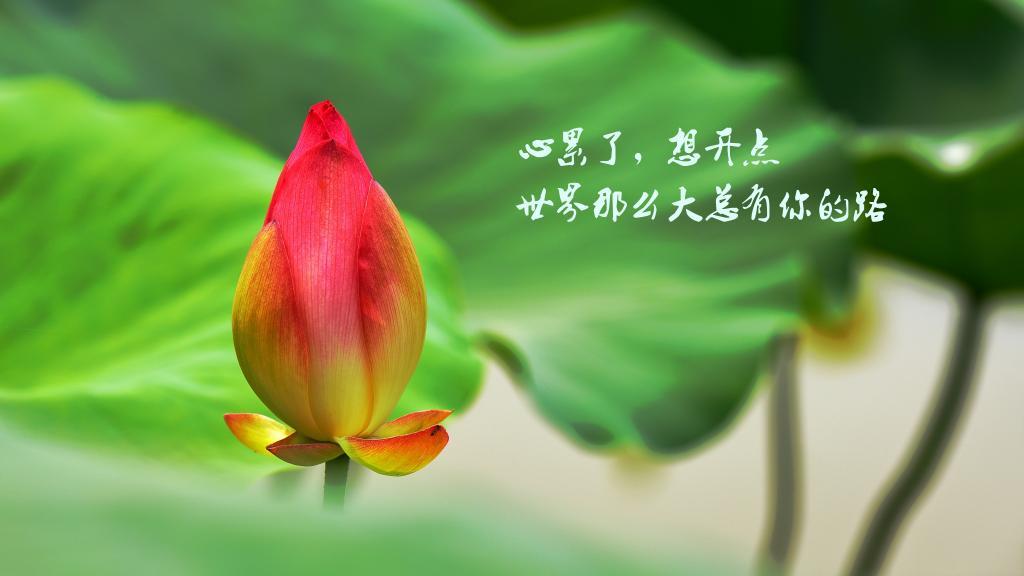 嫁他就为一句话