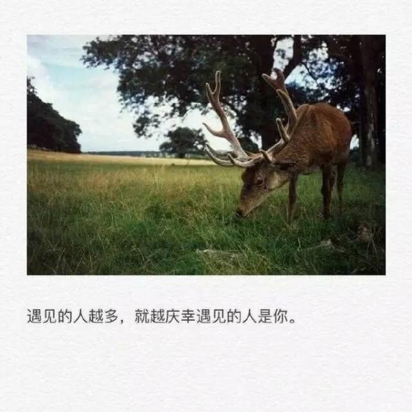 一根油条的爱情
